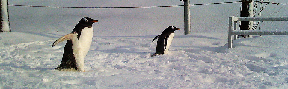旭山動物園のペンギンの散歩